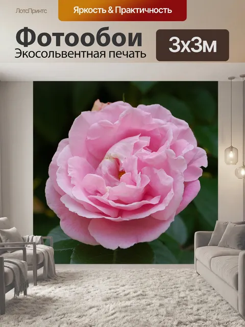 Фотообои Розы