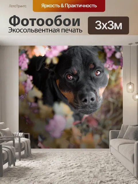 Фотообои Собака