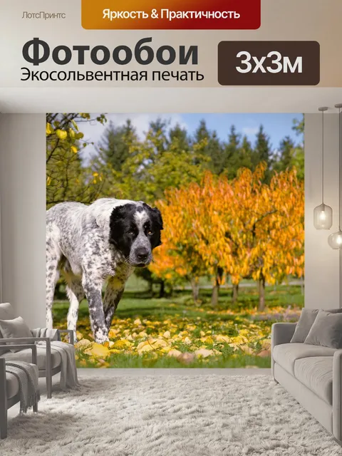 Фотообои Собака
