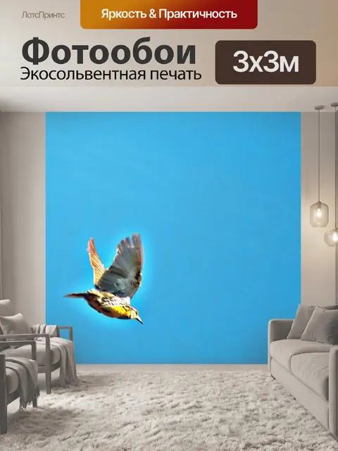 Фотообои Птица в полете