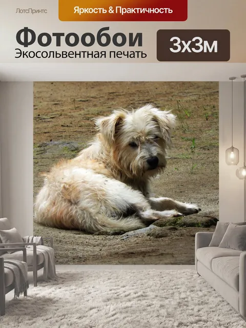 Фотообои Собака
