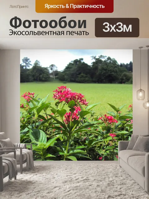 Фотообои красные дикий цветок