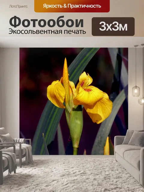 Фотообои Ирис