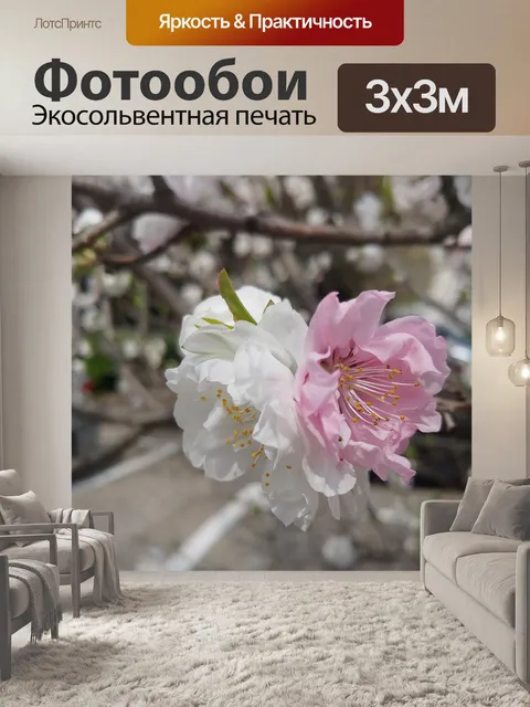 Фотообои Персиковый цвет