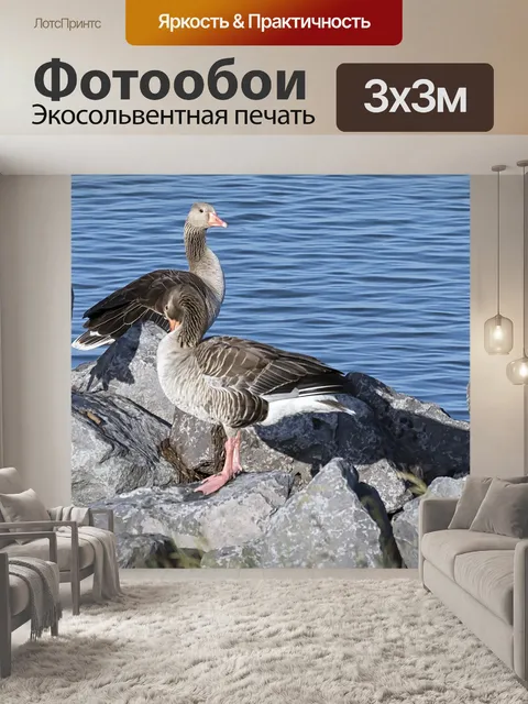 Фотообои Гуси