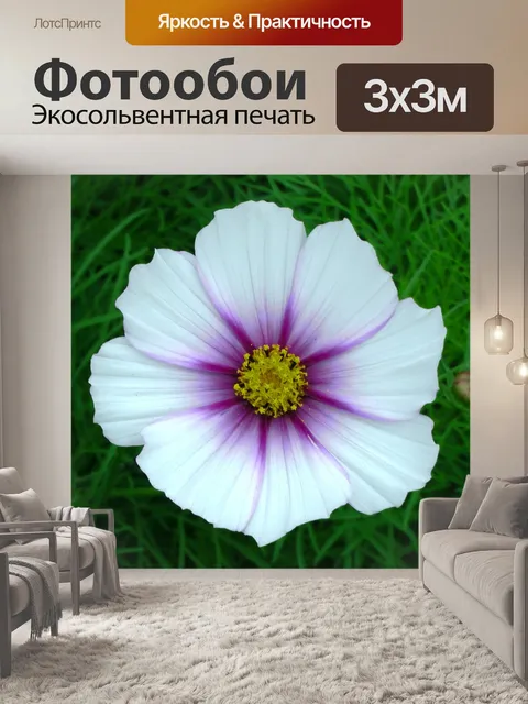 Фотообои Желтый Фиолетовый цветок