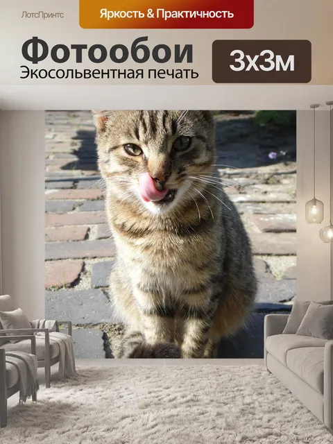 Фотообои Кошка