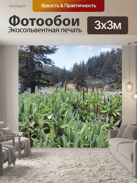 Фотообои Лес