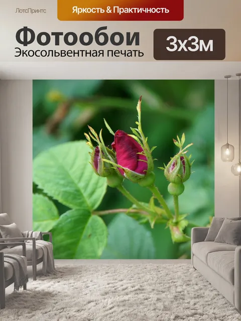 Фотообои Бутон розы