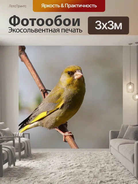 Фотообои Птица