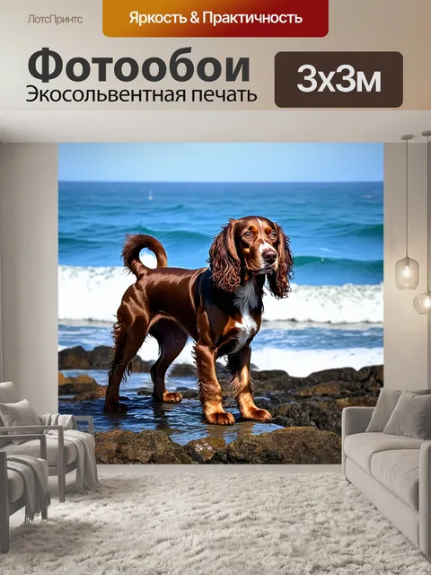 Фотообои изображение английского кокер-спаниеля, стоящего на скалистом побережье с морем на заднем плане