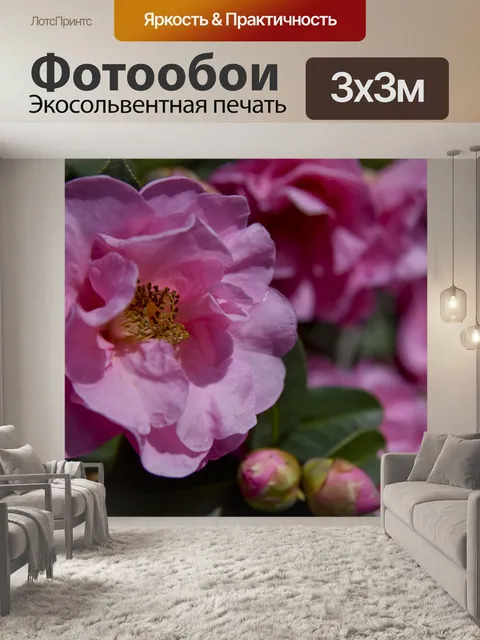 Фотообои Цветок камелии
