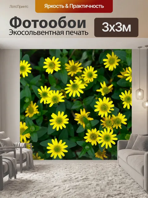 Фотообои Ромашки