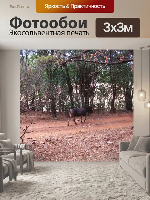 Фотообои Zonkie гуляет вдоль забора