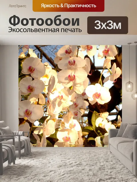 Фотообои Фото цветка орхидеи