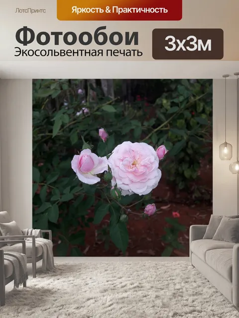 Фотообои Роуз
