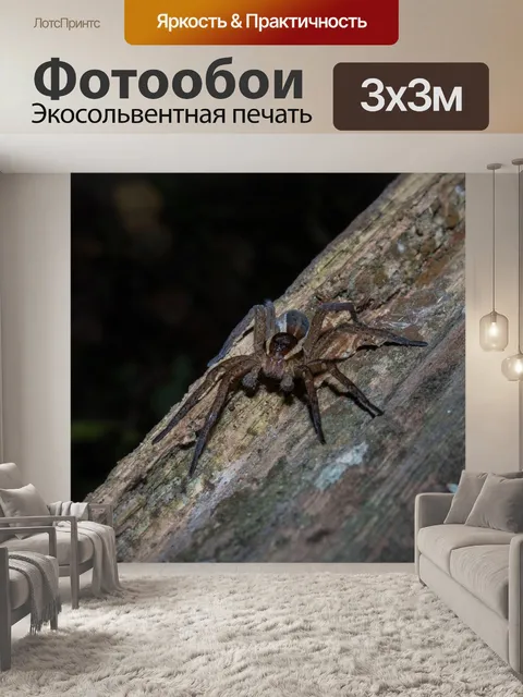 Фотообои Паук