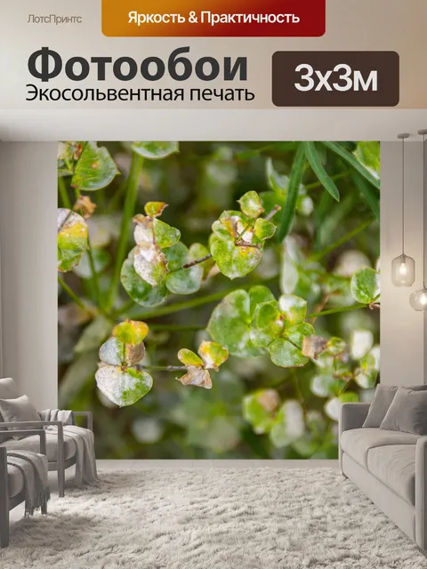 Фотообои цветок, цветы, цветочный, полевой цветок