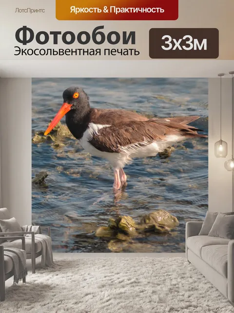 Фотообои Американский кулик-сорока