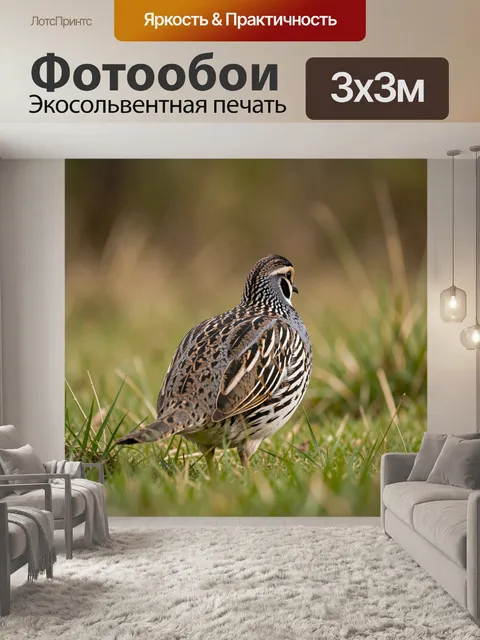 Фотообои Куропатка в траве