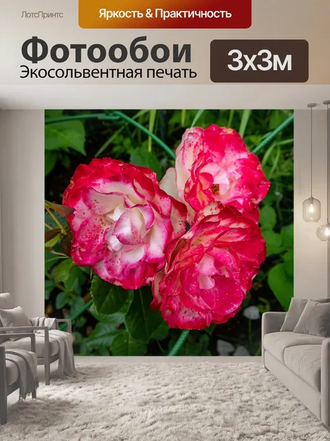 Фотообои Розы