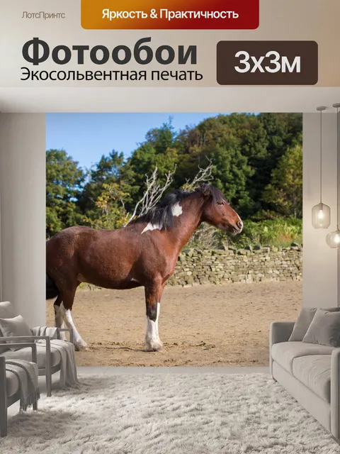 Фотообои лошадь