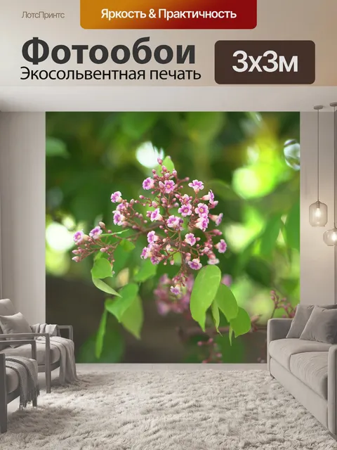 Фотообои Звезда фрукты