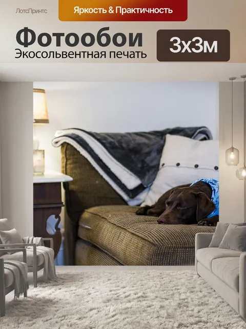 Фотообои Собака