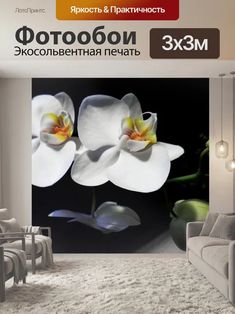 Фотообои Орхидеи