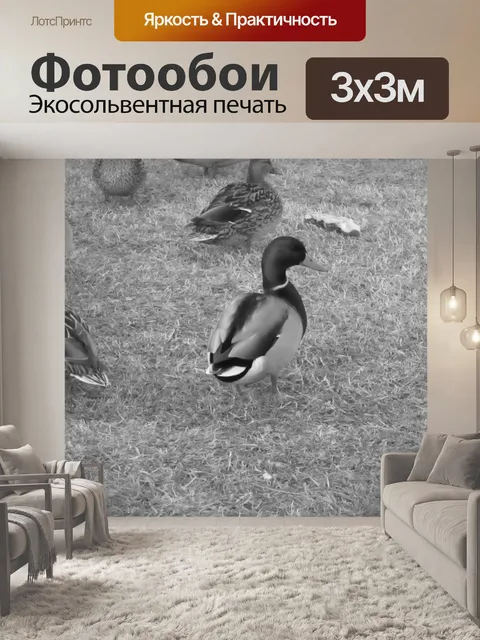 Фотообои Водоплавающие 52