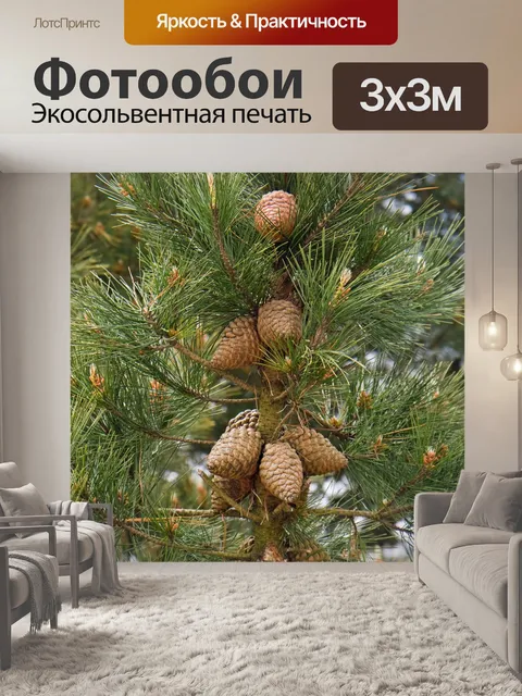 Фотообои Еловых шишек