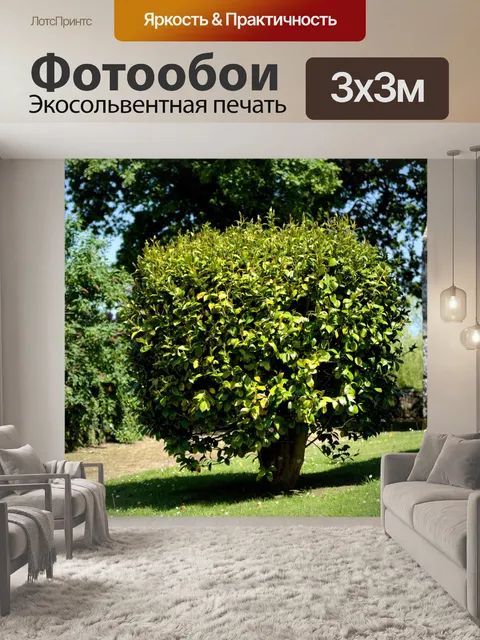 Фотообои Дерево на солнце