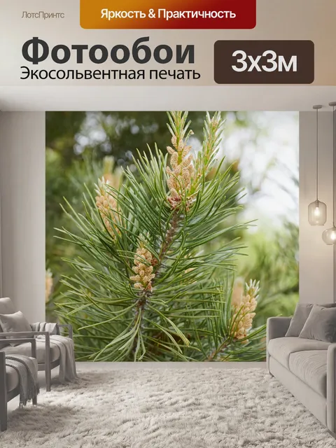 Фотообои Лес
