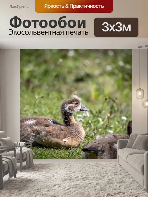 Фотообои Египетский гусь, птица