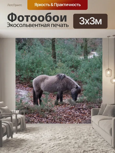 Фотообои Лошадь