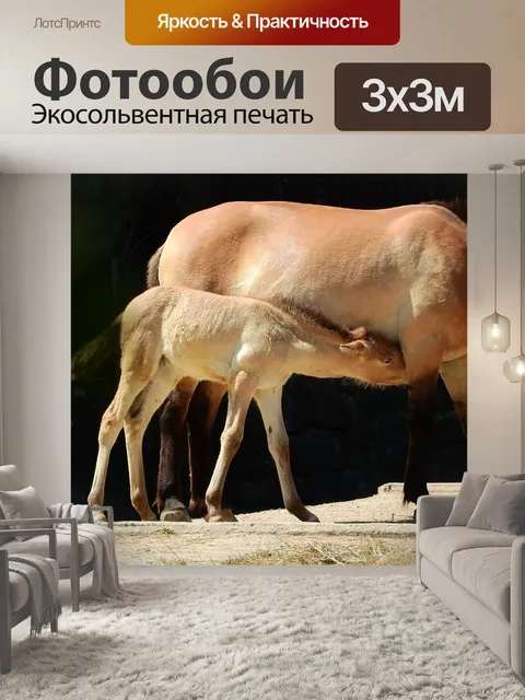 Фотообои Лошадь пржевальского