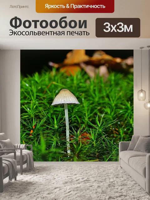 Фотообои Лес
