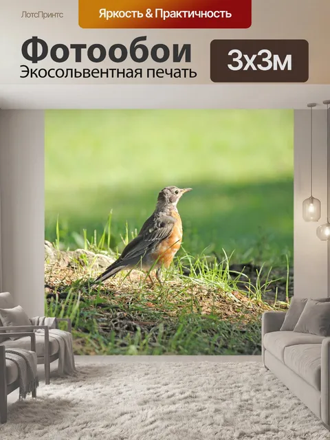 Фотообои Птица