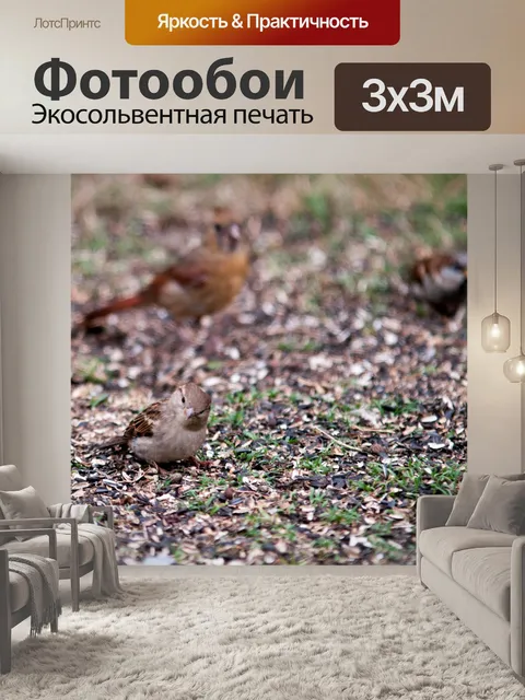 Фотообои птиц на Birdfeeder