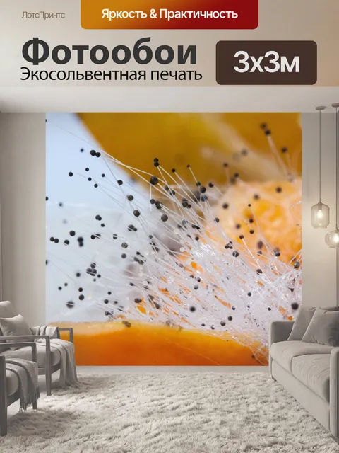 Фотообои Кокосовые грибы