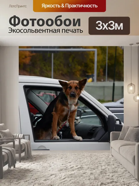 Фотообои Собака
