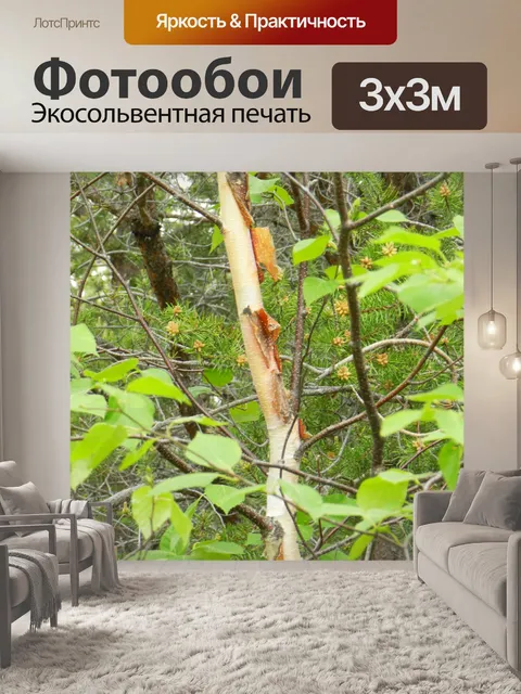 Фотообои Береза 1