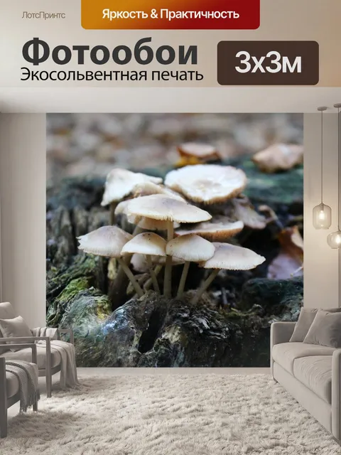 Фотообои Грибы