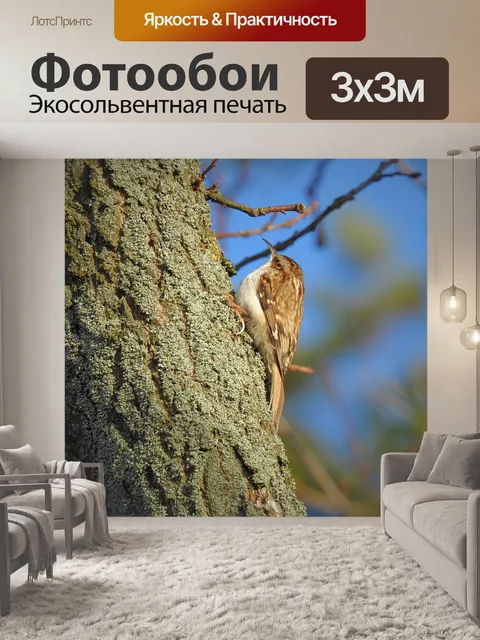 Фотообои Птицы