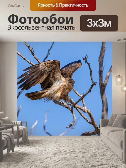 Фотообои Птицы