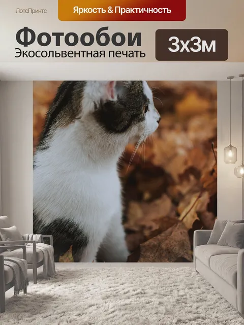 Фотообои Кот