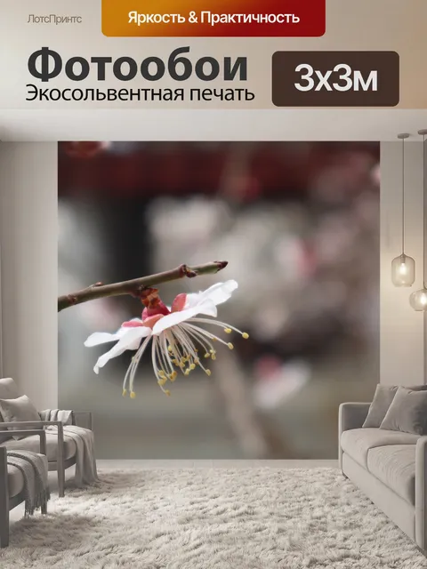 Фотообои Абрикос