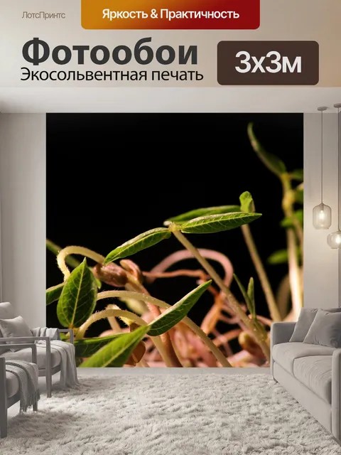 Фотообои Саженец