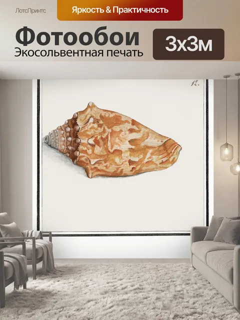 Фотообои Ракушка старинное искусство старый