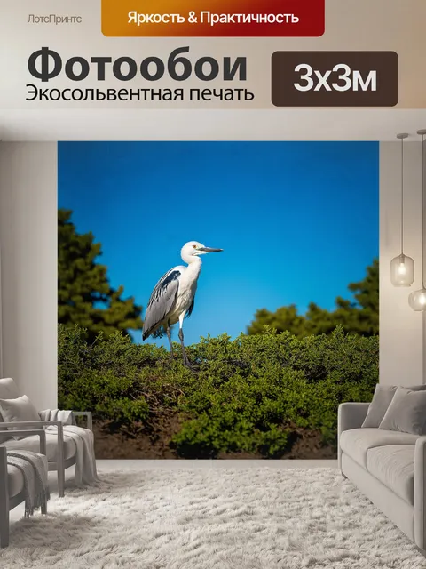 Фотообои исполинский белоног стоит majestically на краю древнего леса